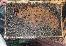 Völker mit solchen Brutwaben können eingewintert werden